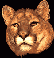 Gif animé lionne